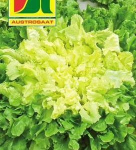 Endivie Escariol grüner Austrosaat