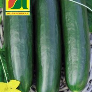 Einlegegurken Elisabet Austrosaat