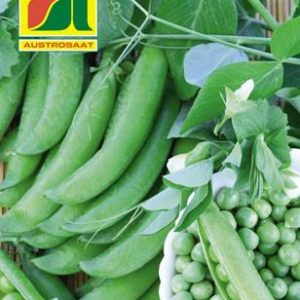 Markerbse Wunder von Kelvedon Austrosaat