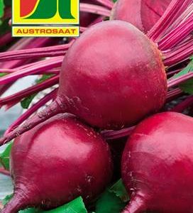 Rote Rübe Rote Kugel Austrosaat