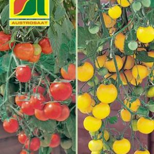 Tomate Tumbling Red & Yellow Austrosaat