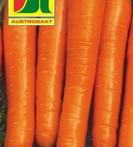 Karotte Amsterdam Austrosaat
